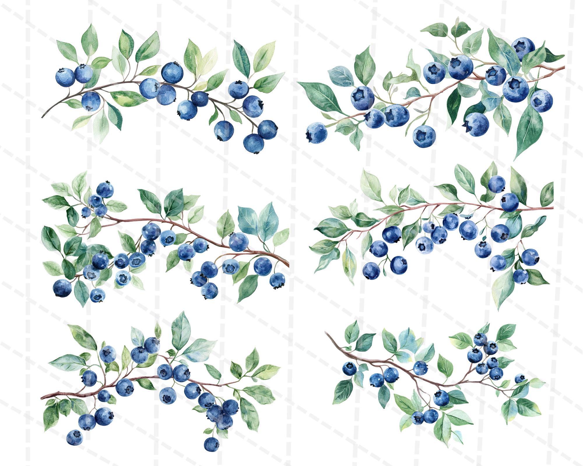 Blueberry Watercolor Digital Clipart-instant Download - Etsy