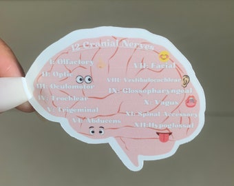 Cranial Nerves Speech Therapy Sticker: Glossy SLP Gift