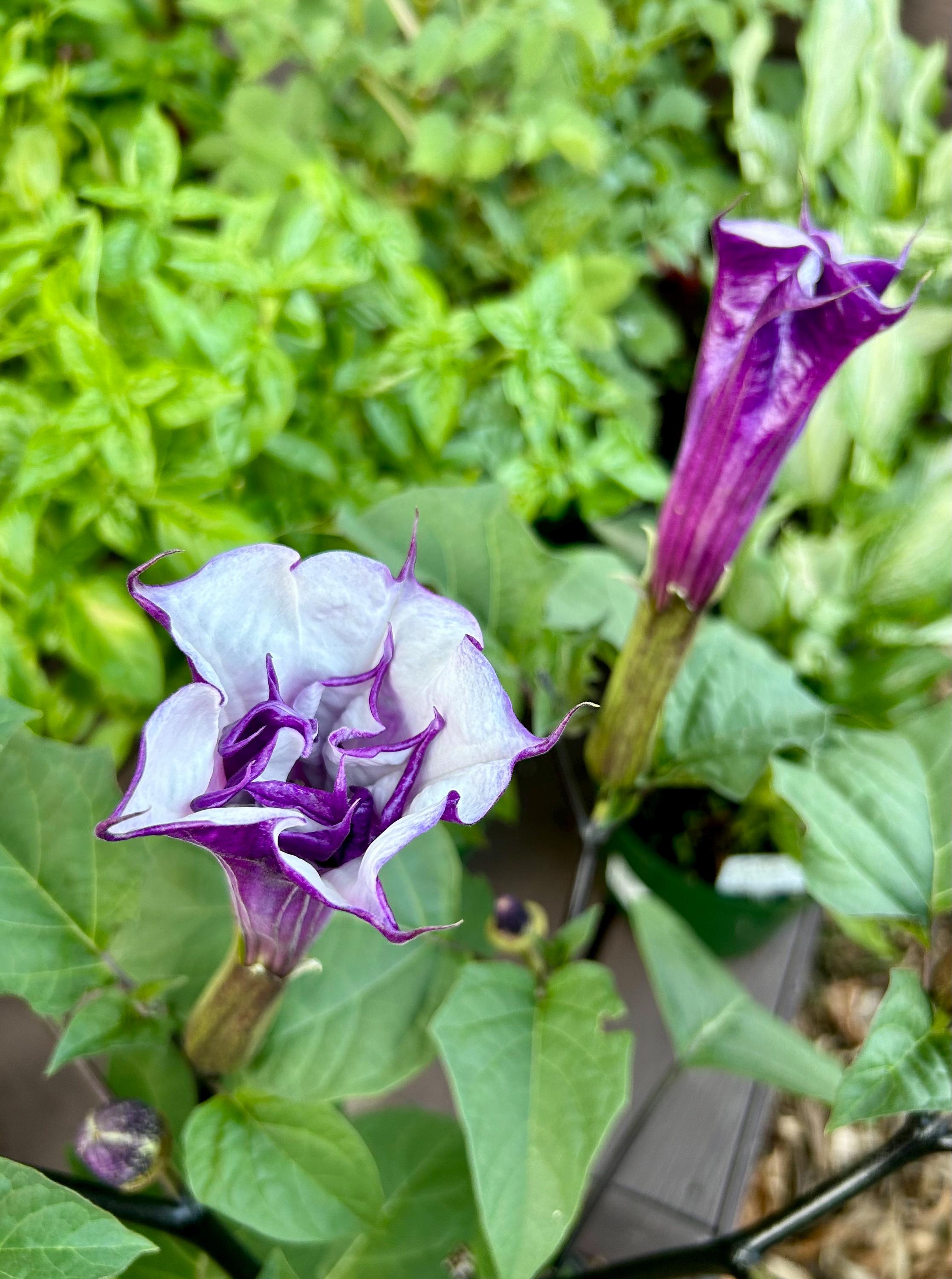 Datura 'purple Ballerina' (datura Metel) 10 Seeds - Etsy Canada