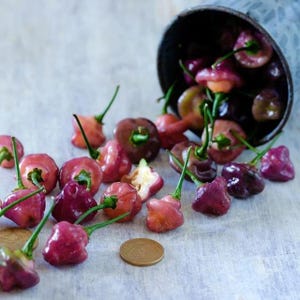 May include: A selection of vibrant ornamental peppers, in hues of red, purple, and orange, spilling from a small metal bucket. The peppers have green stems and are next to a penny. The peppers are on a light grey surface.