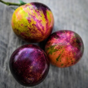 Peut inclure: Trois tomates anciennes colorées. Les tomates présentent un mélange vibrant de jaune, de vert, d'orange et de teintes violettes profondes. Les tomates sont rondes et ont une peau lisse.