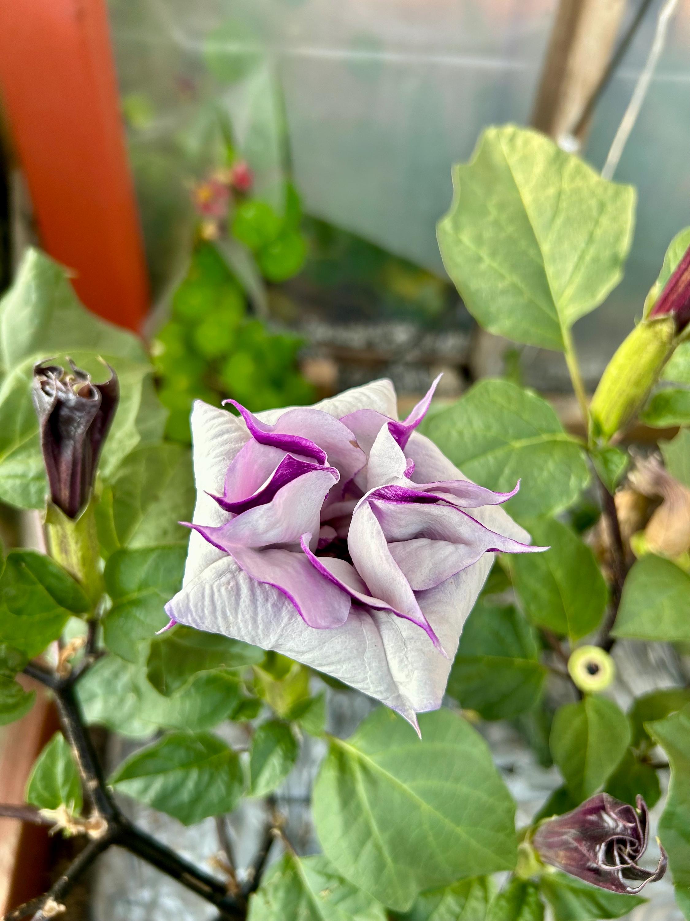 Datura 'purple Ballerina' (datura Metel) 10 Seeds - Etsy Canada