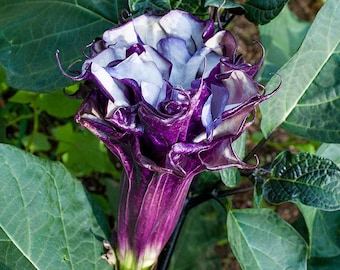 Datura 'Bailarina Púrpura' (Datura metel) 10 semillas