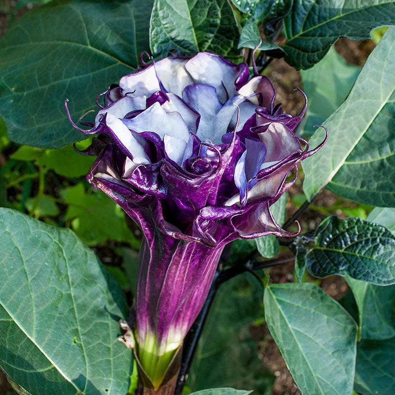 ダチュラ2点 Datura plant - Etsy 日本