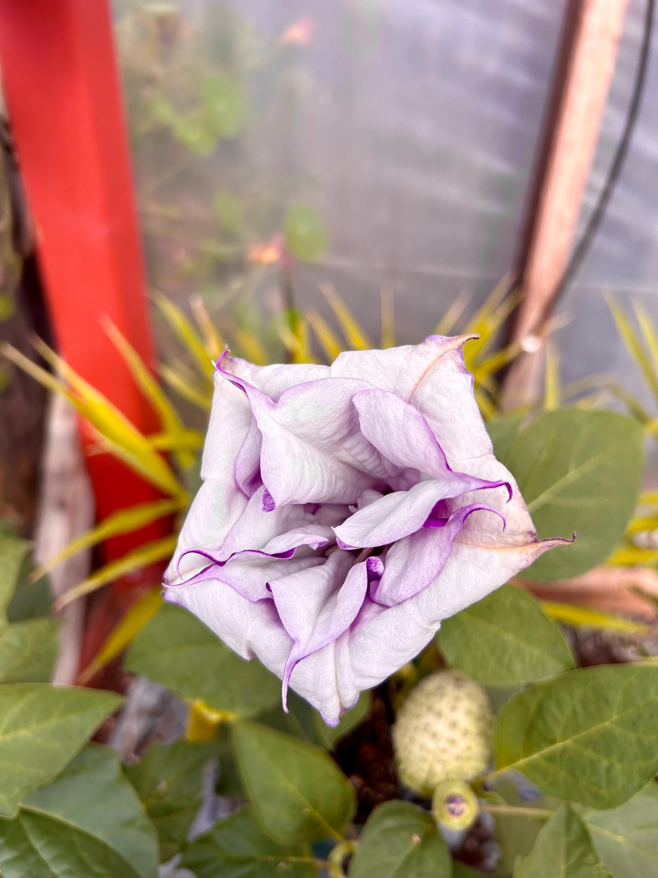 Datura 'purple Ballerina' (datura Metel) 10 Seeds - Etsy Canada