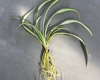 SPIDER PLANT ROOTED -A- Live Toddler Houseplant Greenhouse Terrarium Striped Variegated Leaves