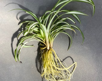 SPIDER PLANT ROOTED -B- Live Toddler Houseplant Greenhouse Terrarium Striped Variegated Leaves