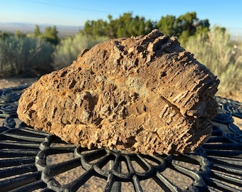 ぎざぎざのストロマトライト化石重晶石化木コレクター石