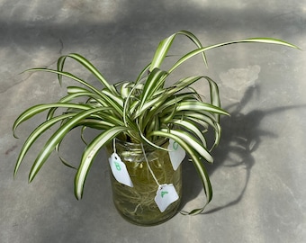 SPIDER PLANT ROOTED Live Toddler Houseplants. All 3 shown. Greenhouse Terrarium Striped Variegated Leaves