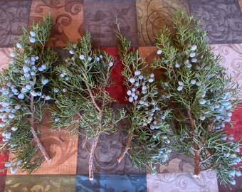 CALIFORNIA JUNIPER FRESH Cut 1 Pound Cut Berry Branches Floral Stems Greenery Foliage