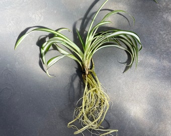 SPIDER PLANT ROOTED -C- Live Toddler Houseplant Greenhouse Terrarium Striped Variegated Leaves