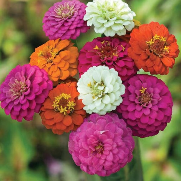 Rare Zinnia Seeds - Etsy