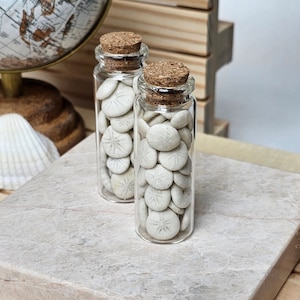 Baby sand dollar set - 60+ pieces - One glass bottle with cork - mini sand dollar - shells - Belgian coast - beach finds - hobby, decor...