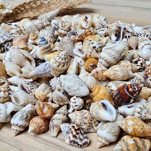 100 Baby Sea Shell Mix, Small Shells, Tiny Beach Finds, Mini Shells ...