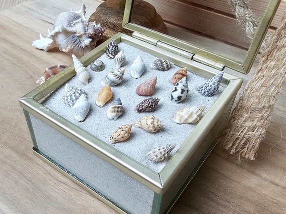 Mini Sea Shell Set, 100 Pieces, Small Shells, Tiny Beach Finds