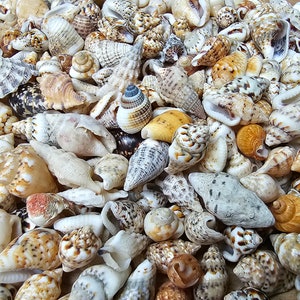 100 baby sea shell mix, small shells, tiny beach finds, mini shells, sea shells, seasnails. For hobby, gift, decor, ...