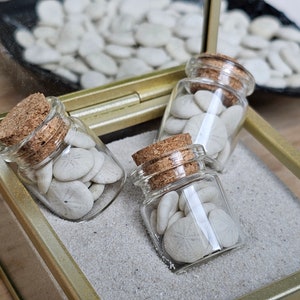 Baby sand dollar set ~20 pieces - One mini glass bottle with cork - mini sand dollar - shells - Belgian coast - hobby, decor, collection