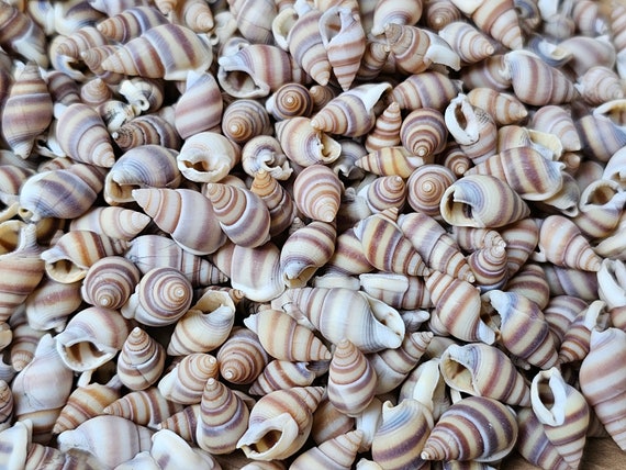Mini Sea Shell Set, 100 Pieces, Small Shells, Tiny Beach Finds, Shells, Sea  Shells, Snails, Seasnail, for Hobby, Gift or Decoration. 