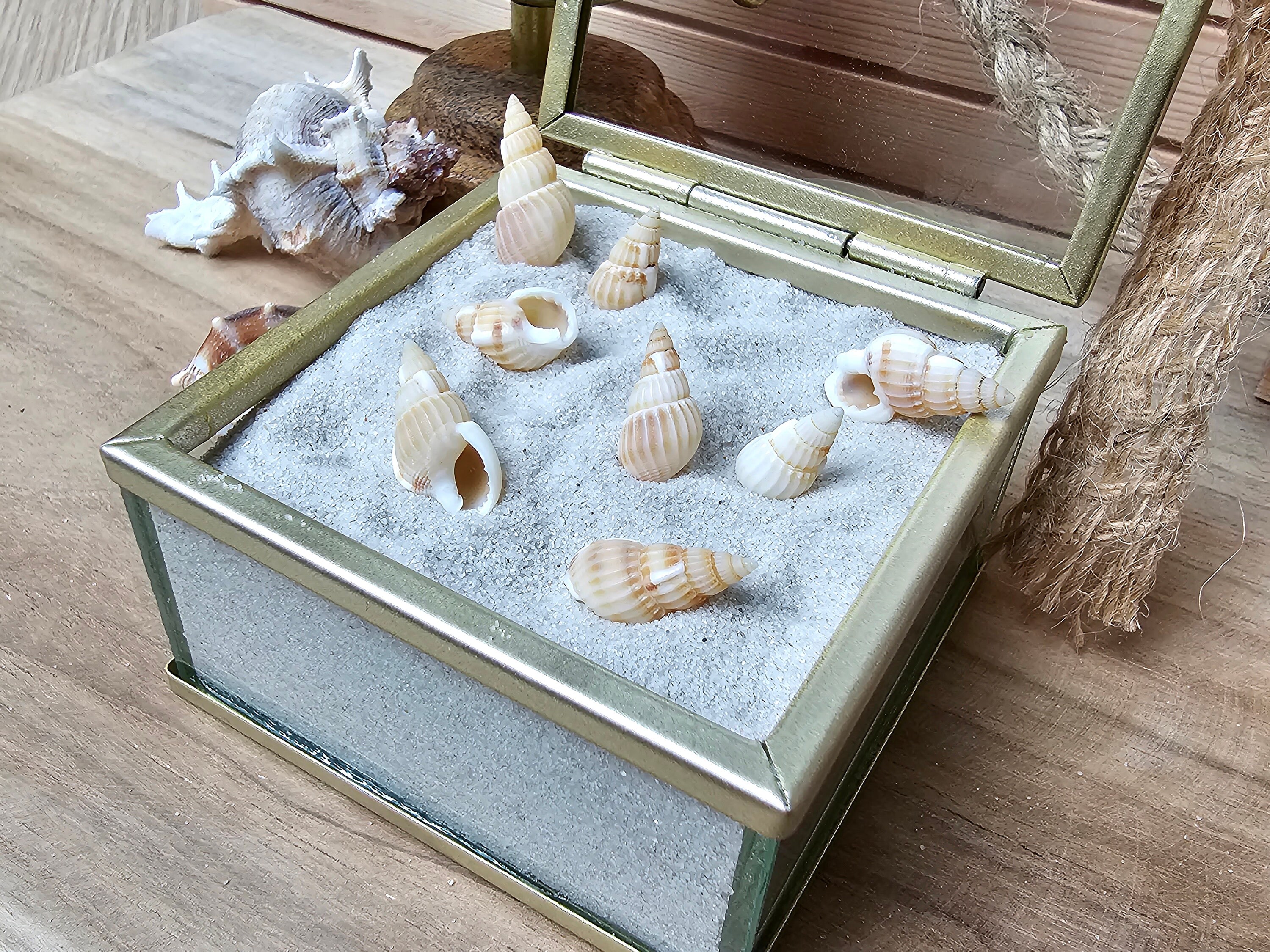 100 Tiny Mini Spiral Staircase Set, Small Shells, Tiny Beach Finds ...