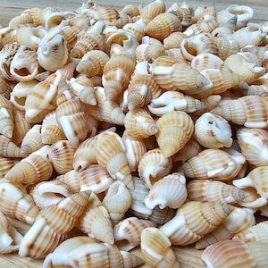 May include: A large pile of small, white and brown seashells. The shells are all different shapes and sizes, but they all have a similar spiral pattern.