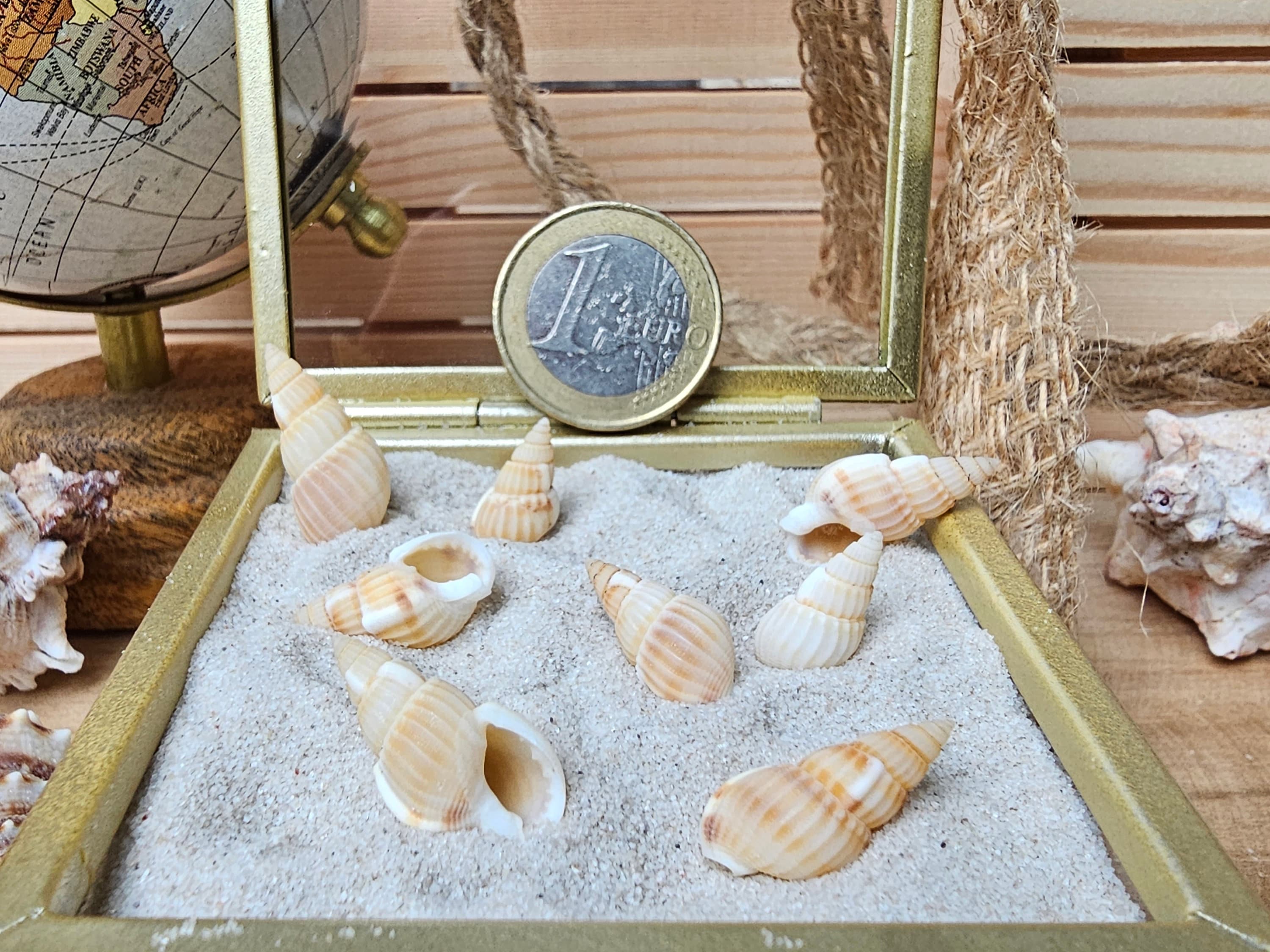 100 Tiny Mini Spiral Staircase Set, Small Shells, Tiny Beach Finds ...