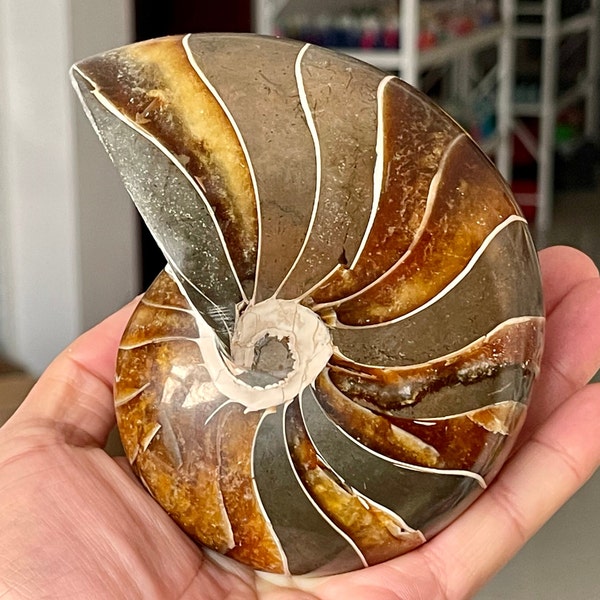 Natural Ammonite Fossil Conch,quartz crystal,Crystal Fossil,Fossil Specimen,Crystal Specimen,Home Decoration,Reiki Healing,Fine gifts 1PC