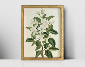 Beautiful Flowering Plant Illustration- Vintage Printable Wall Art- Downloadable Digital Prints- Shrub Painting for Home Decor