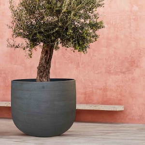 Peut inclure: Un petit olivier dans un pot gris foncé. L'arbre a des feuilles vertes et un tronc brun. Le pot est rond et a une surface texturée.