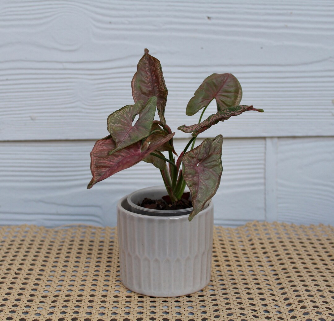 Syngonium Mosaic Plant Etsy Australia