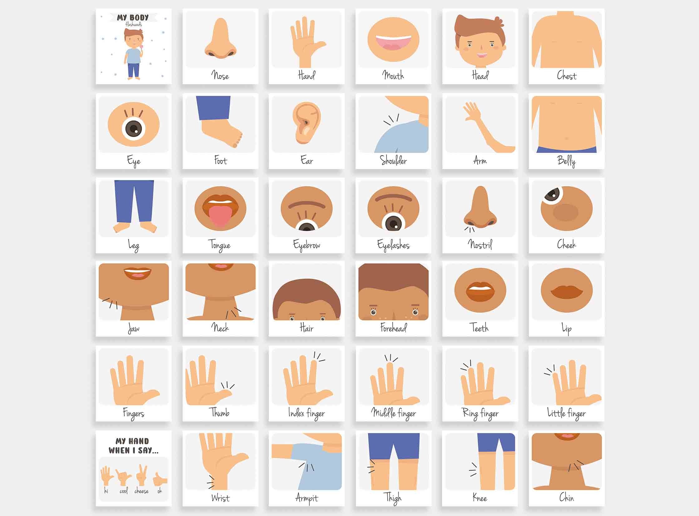 Body Parts Posters + Flashcards Bundle | Preschool Flash Cards | Human ...