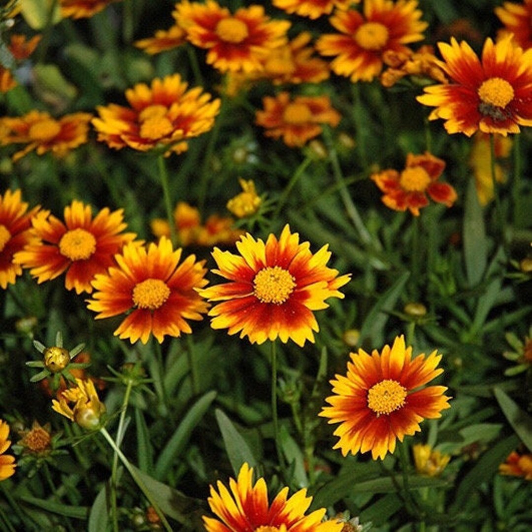Li'l Bang 'daybreak' Tickseed Coreopsis Etsy