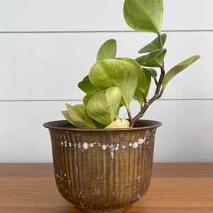 Vintage Brass Planter with Patina Spotted Brass Pot Rustic Boho Plant Holder Aged Brass Decor Indoor Plant Container Eclectic Shelf Accent