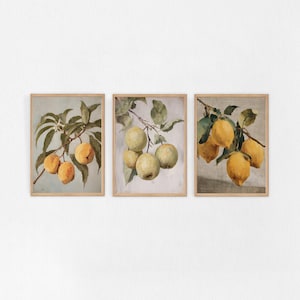 Könnte beinhalten: Set aus drei gerahmten botanischen Drucken. Jeder Druck zeigt Aquarellillustrationen von fruchtbeladenen Zweigen: Pfirsiche, grüne Äpfel und Zitronen. Die Früchte sind vor einem neutralen Hintergrund mit grünen Blättern dargestellt.