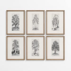 May include: A set of six framed wall art prints, each featuring a detailed black and white pencil sketch of a different tree species. The rectangular prints are encased in light brown wooden frames with off-white matting, arranged in two rows.
