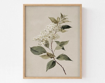 Antique Botanical Branch Print, Vintage Watercolor Art, Timeless Home Decor, Bedroom Wall Decor