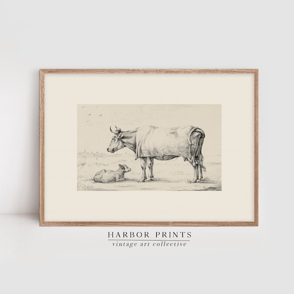 Vintage Drawing of Cows, Antique Wall Art Print, Etching and Sketch for Wall Decor, Farmhouse and Cottagecore Style, Digital Print