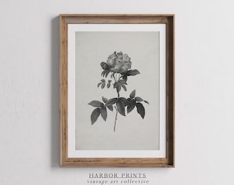 Vintage Botanical Illustration, Floral Art, Black and White Wall Art, Living Room and Bedroom Wall art,