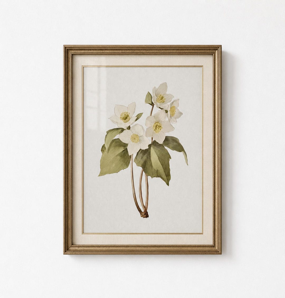 Botanical Hellebore Wall Art, Vintage Floral Study, Neutral Home Decor ...