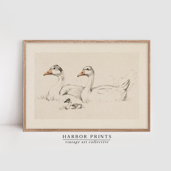 Vintage Ducks Sketch, Antique Drawing and Paintings, Farmhouse and Cottagecore Wall Decor, Digital Print Art, Poster