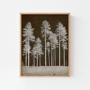 Op de afbeelding: Een ingelijste print met een boslandschap met lange, slanke bomen in wit tegen een donkerbruine achtergrond. De bomen staan dicht op elkaar, wat een opvallend contrast creëert. Het kunstwerk is ingelijst in een lichtbruine houten lijst.