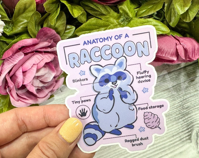 Raccoon Anatomy Waterproof Sticker, Cartoon Racoon Weatherproof Decal ...