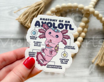 Axolotl Anatomy Waterproof Sticker, Cartoon Axolotl Decal, Cute Salamander Water Bottle Sticker, Funny Axolotl Sticker for Laptop and Phone