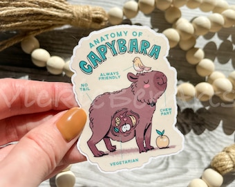 Funny Capybara Anatomy Waterproof Sticker, Cartoon Capybara Sticker, Capybara Humor Sticker, Cute Capybara Sticker
