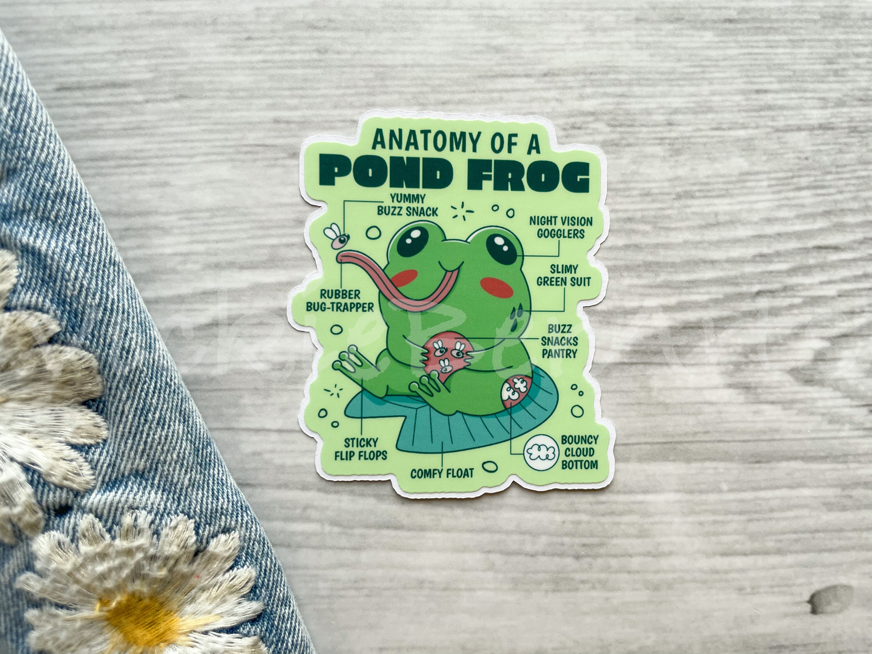 Frog Anatomy Waterproof Sticker Cartoon Froggy Decal Toad - Etsy
