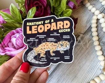 Leopard Gecko Anatomy Waterproof Sticker, Cute Leopard Gecko Sticker, Leopard Gecko Owner Funny Sticker