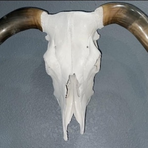 Cow Skull