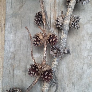 May include: A collection of pine cones attached to a branch, arranged on a weathered wooden surface.