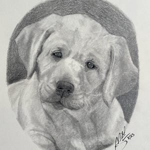 Labrador Retriever Portrait | Original Art | Graphite Pencil Illustration | Dog Drawings | Pet Portrait | Dog Room Decor | Dog Lover Gift