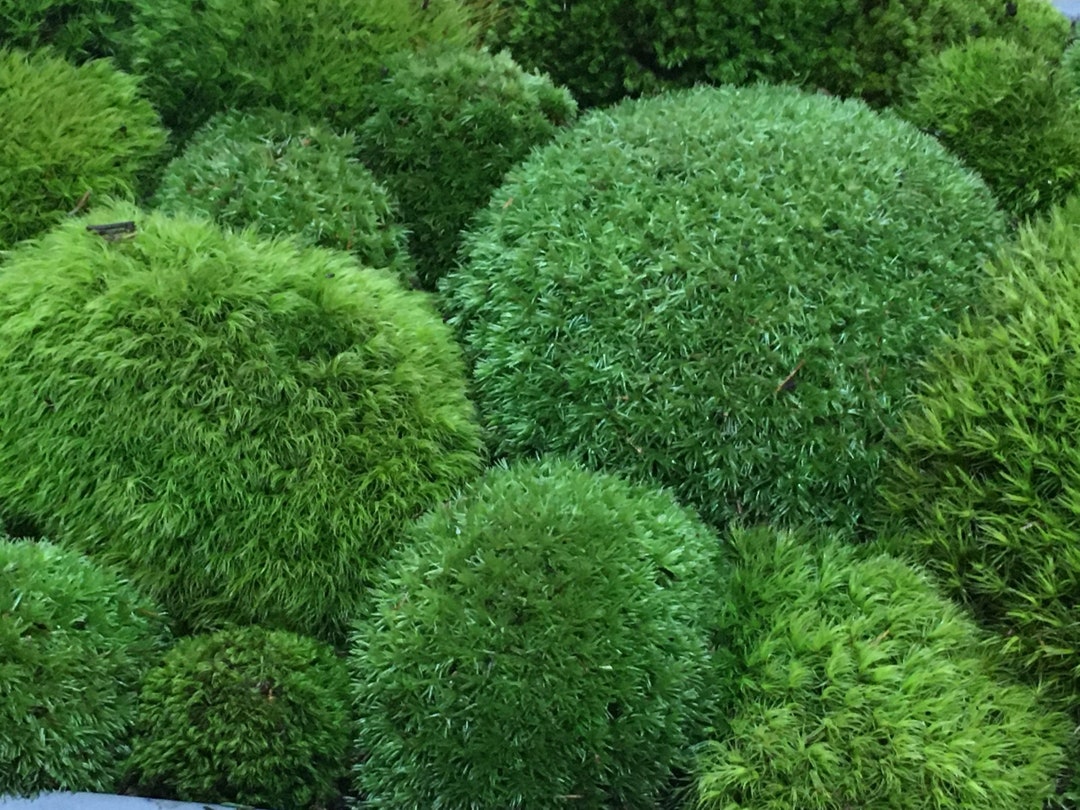Wholesale Bun Moss, Pillow Moss, Cushion Moss, Great for Terrariums