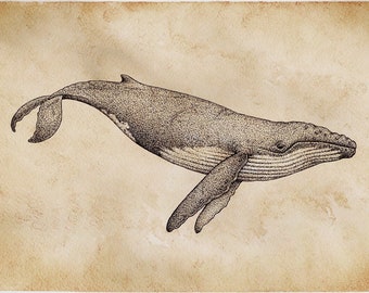 Whale Giclée Art Print - Humpback Whale